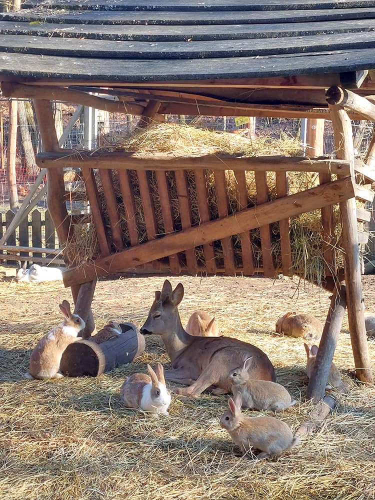 25-moha-es-pafrany-6a